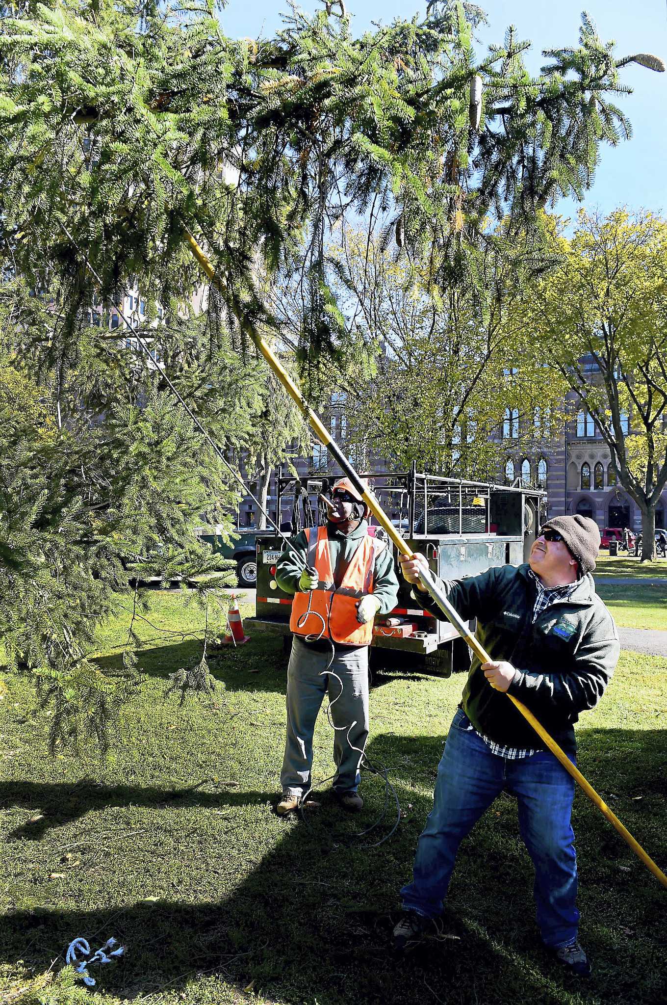 New Haven Welcomes 60-foot Norway Spruce In ‘Christmas On Halloween ...