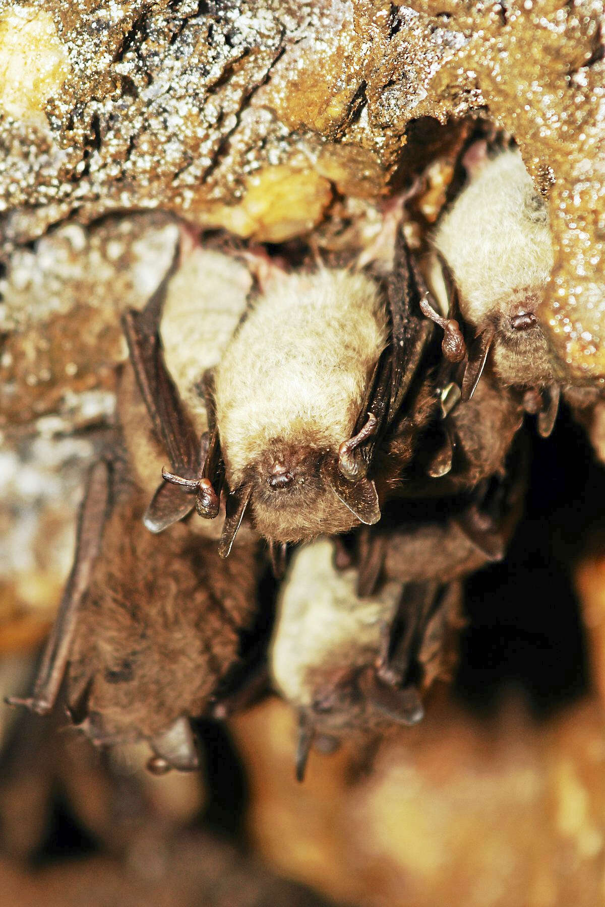 Several species of bats that call Connecticut home have been devastated by white-nose syndrome, so much so that in 2015 three species were listed as endangered on Connecticut’s List of Endangered, Threatened and Special Concern Species. These species are the little brown bat (pictured), northern long-eared bat (also federally threatened), and the tri-colored bat. The eastern small-footed bat was also up-listed from special concern to endangered.