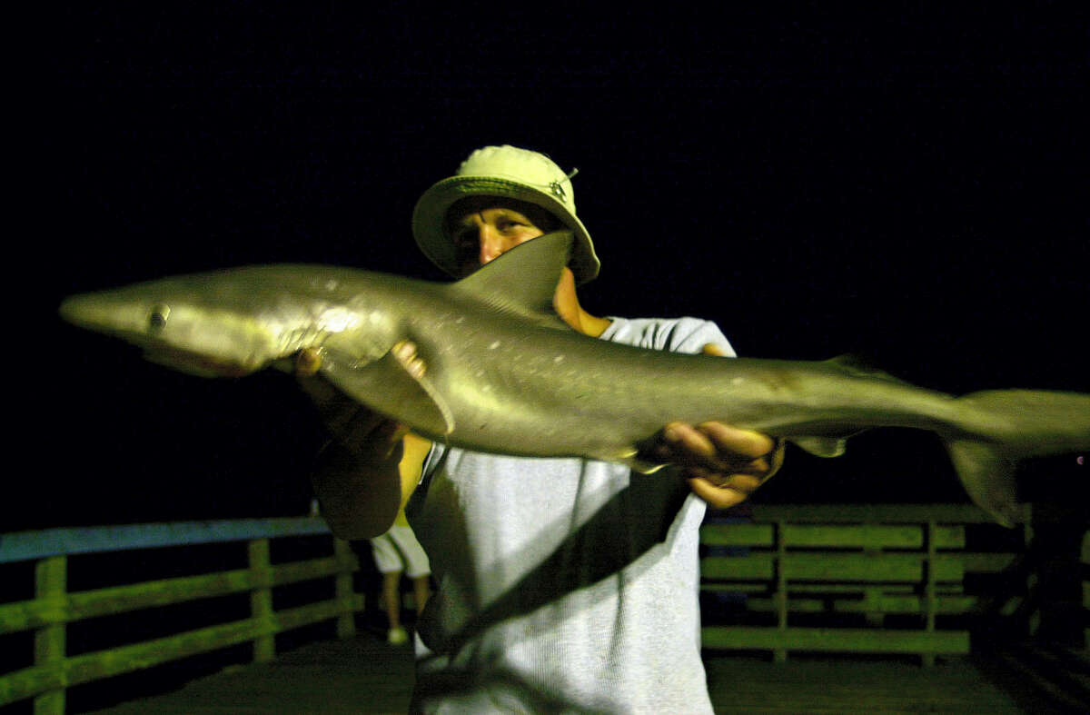 Benjamin Davis, of Sharon, Pa., shows off a dusky shark approximately 35 inches in length that he caught in Avon, N.C in 2001. A group of conservationists say a federal plan to protect this threatened shark that lives in East Coast waters doesn’t go far enough. The National Marine Fisheries Service is proposing changes to federal fishing rules with the goal of protecting dusky sharks.