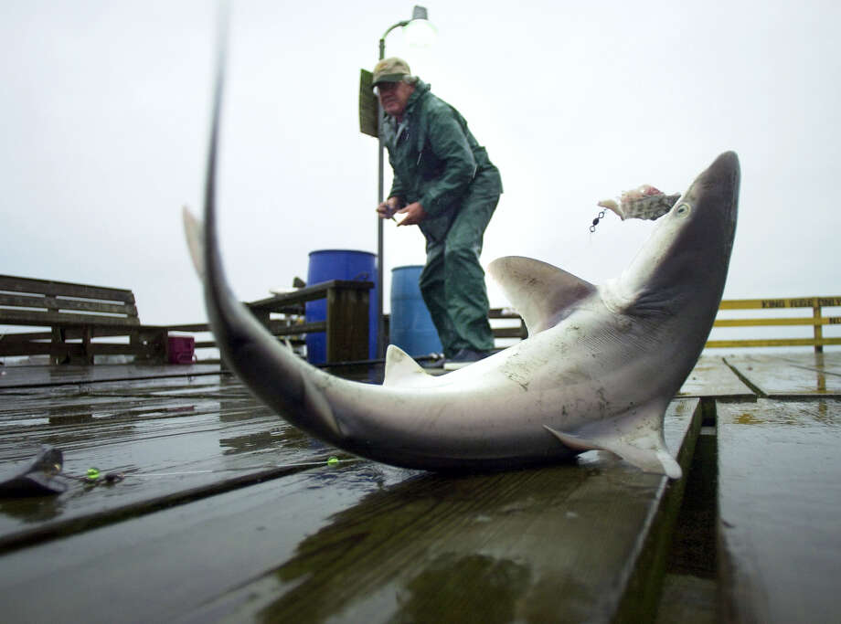 10 sharks you could come across in the Long Island Sound Connecticut Post