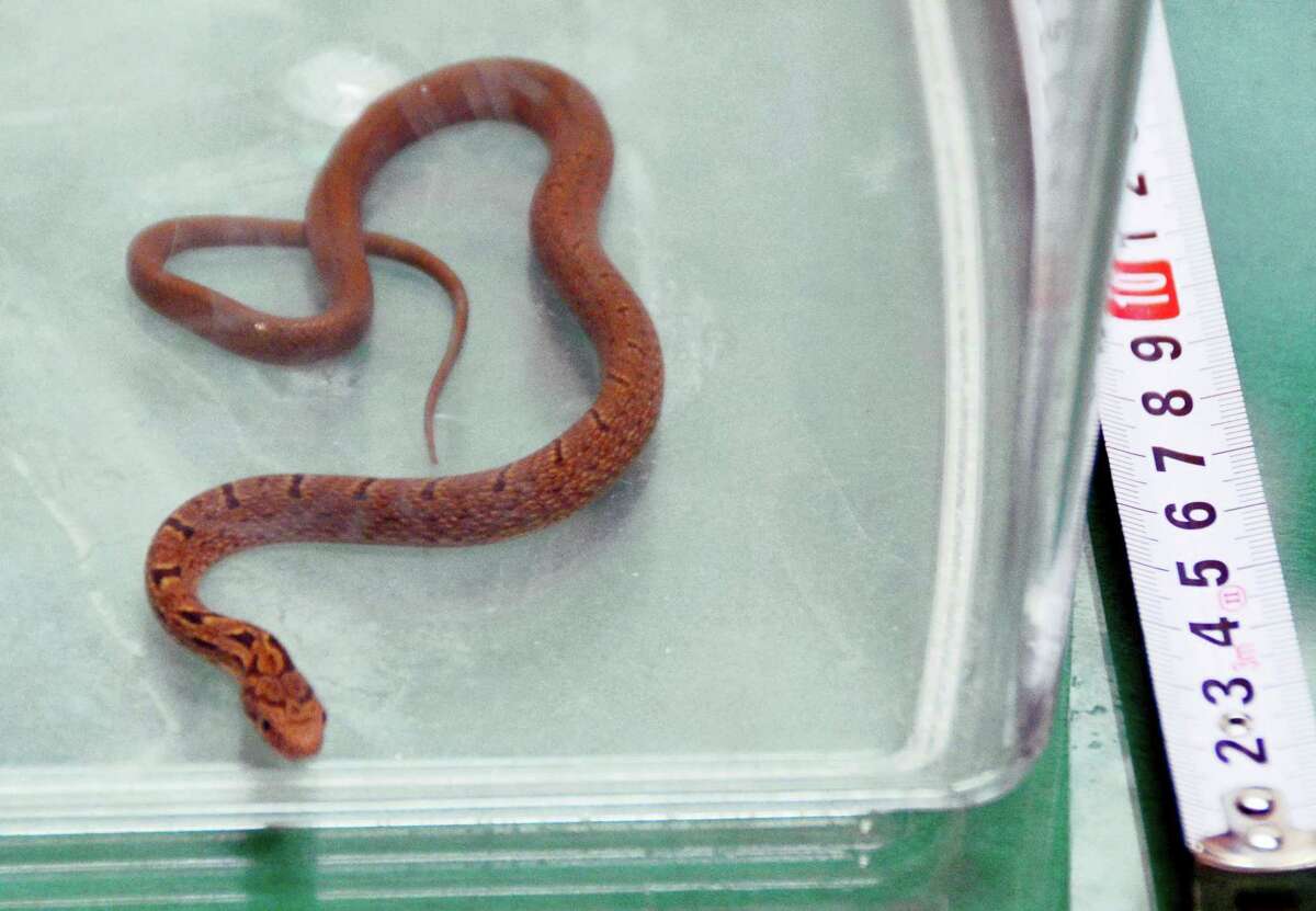 A snake lays in a container after it was caught in bullet train, in Hamamatsu, central Japan on Sept. 26, 2016. The snake was found on a Japanese Shinkansen “bullet” train, wrapped around an armrest when it was spotted about an hour after departure, forcing the train to make an unscheduled stop.