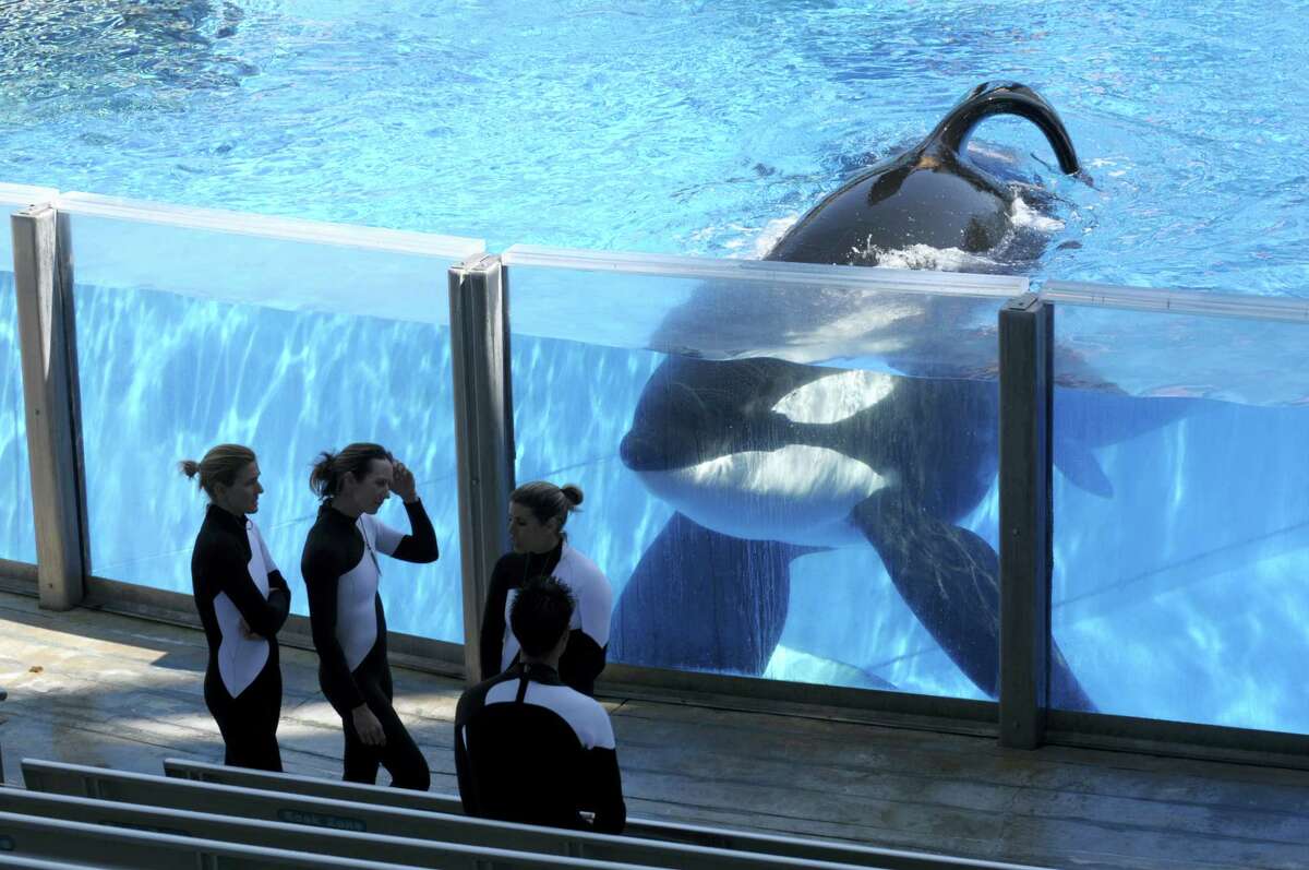 In this Monday, March 7, 2011 photo, killer whale Tilikum, right, watches as SeaWorld Orlando trainers take a break during a training session at the theme park’s Shamu Stadium in Orlando, Fla. Troubled theme park operator SeaWorld says it will soon stop paying its shareholders a quarterly dividend. It will pay its last dividend on Oct. 7, 2016, and the amount it pays will be cut 52 percent to 10 cents from 21 cents in the previous quarter.