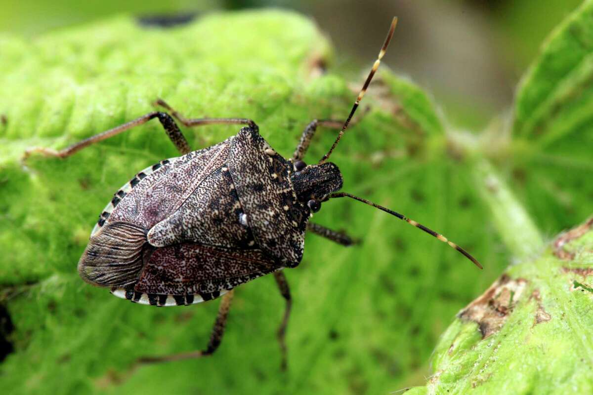 File - This April 14, 2011, file photo shows a brown marmorated stink bug at a Penn State research station in Biglerville, Pa. The bug that attacks fruits crops, including wine grapes, has shown up found in the Oregon towns Hood River and Rogue River, both orchard centers. Researchers at Oregon State say the spread of the brown marmorated stink bug is significant because of the damage it has cause in mid-Atlantic states. (AP Photo/Matt Rourke, File) ORG XMIT: PAMR203