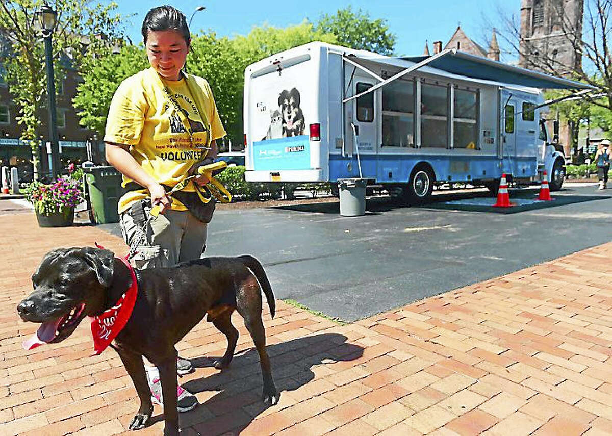 Deb Wan, a volunteer with the Friends of the New Haven Animal Shelter, takes a Black Labrador Retriever mix, Comet, for a walk during the organization’s pet adoption event Sunday.