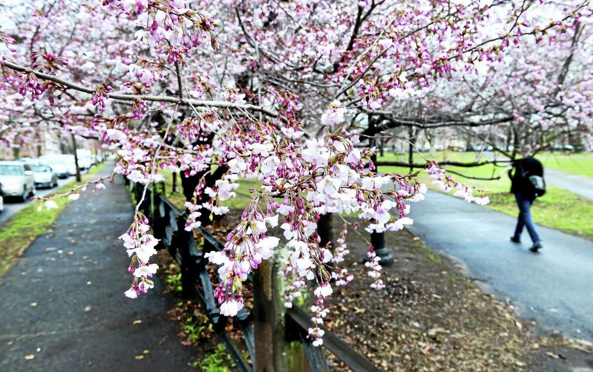 A man walks past a blooming cherry tree into Wooster Square in April 2015.