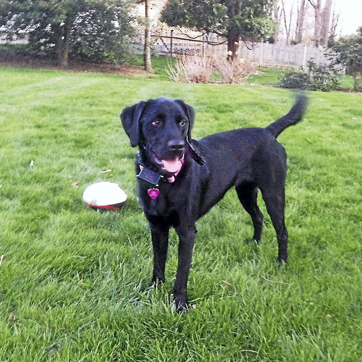 Missy, a 2-year-old black lab; has been missing in the area of West Ridge State Park since August. Contributed