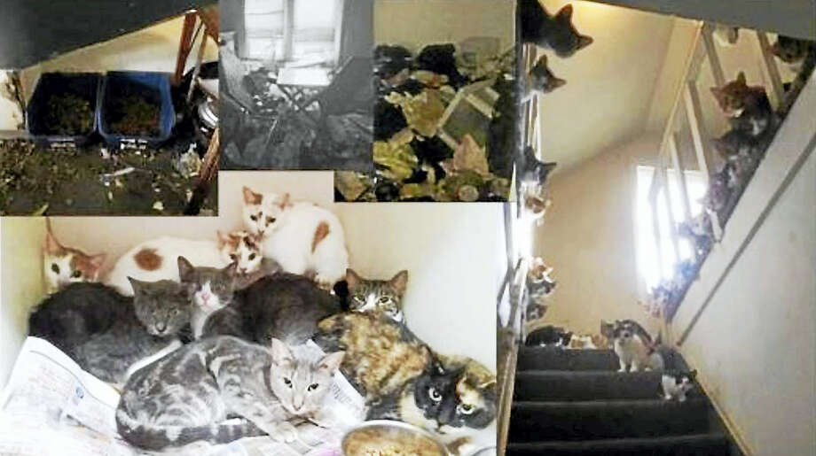 16 Cats Rescued 2 Found Dead In Hamden Home New Haven Register