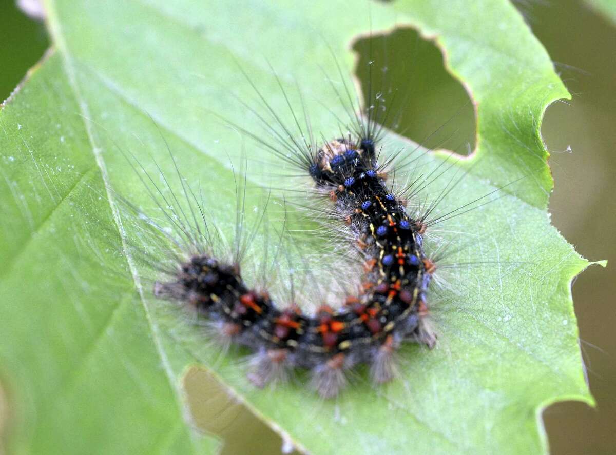 Gypsy moth caterpillars return to dine on Connecticut trees
