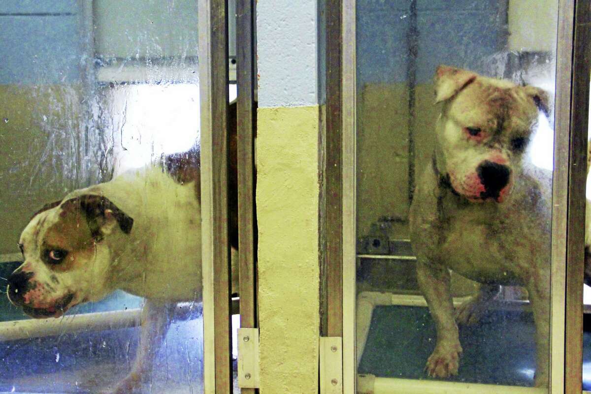 Nomad, left, and Pirate, right, are scheduled to be put down July 6 after fatally mauling a woman in New Haven last week. The two dogs, seen here in quarantine at the New Haven Animal Shelter Tuesday, are American bulldog mixed breeds.