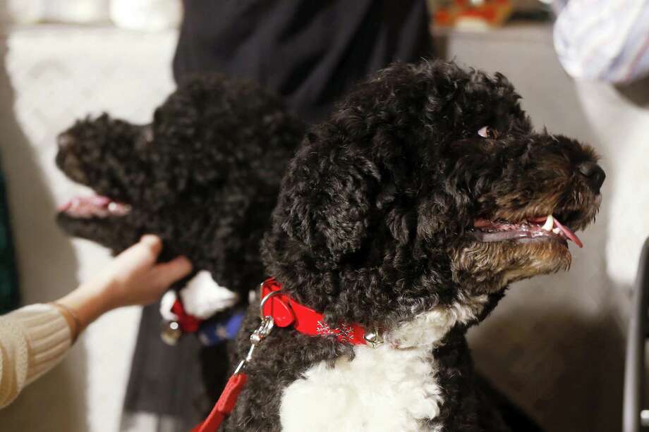 Hardly A Dog S Life For Obama Family S Pets Bo Sunny New Haven Register