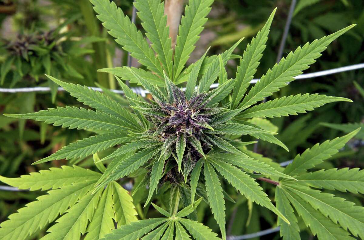 A marijuana plant matures at a growing facility in Denver.