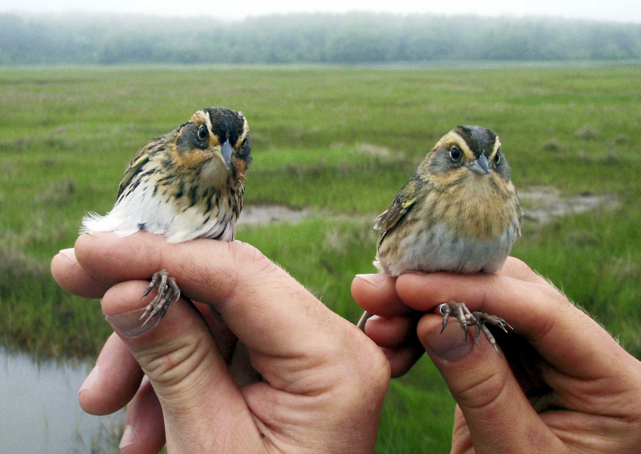 East Coast's saltmarsh sparrow disappearing, scientists say