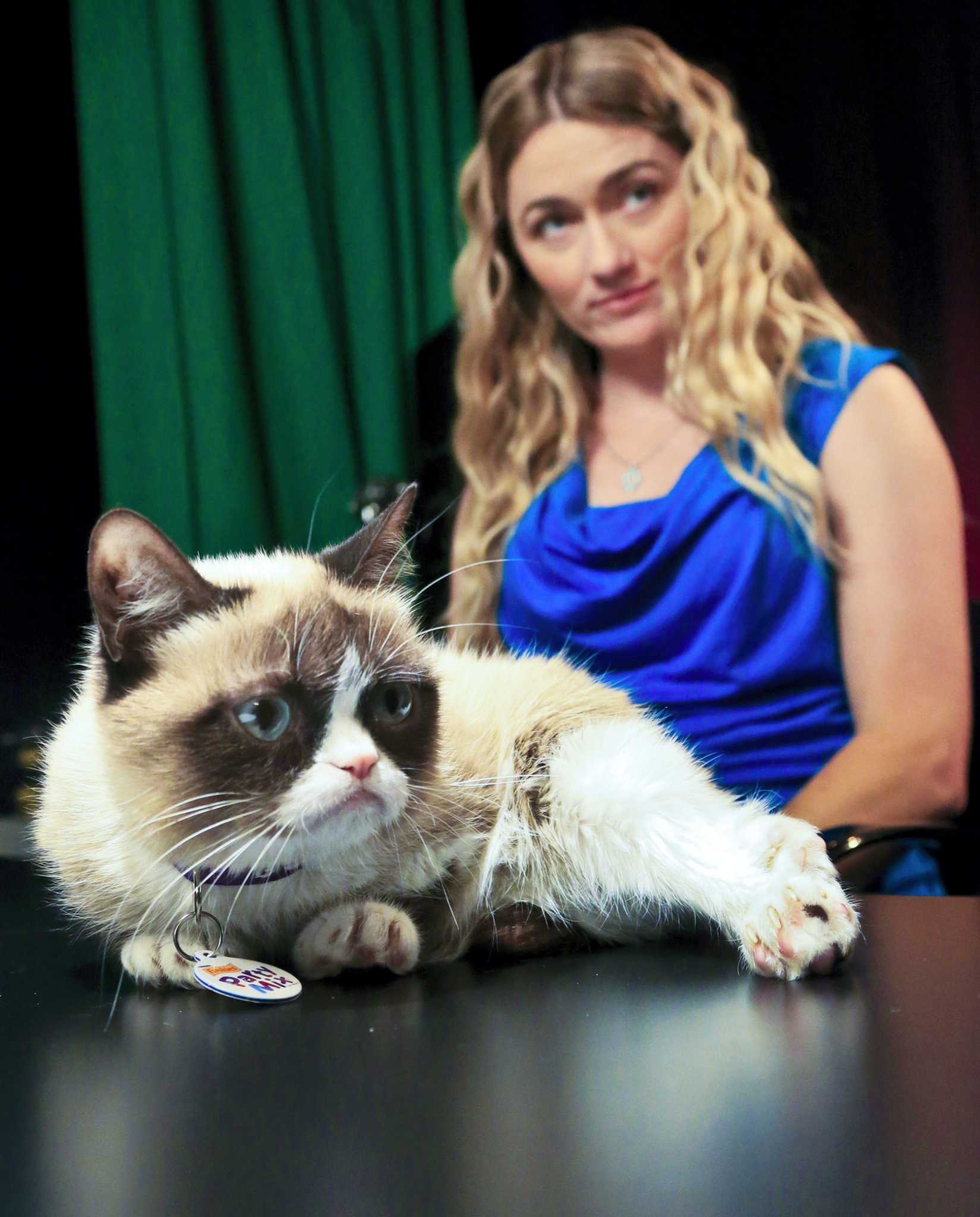 Meow Experts Agree Cats Are Demanding But Not That Grumpy New Haven Register