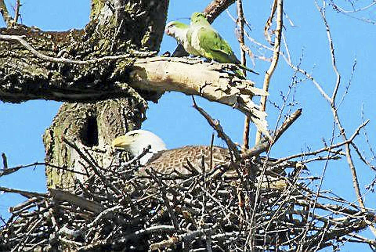 A bald eagle spotted resting on its nest in New Haven Tuesday while two monk parakeets sit on a dead branch above it.