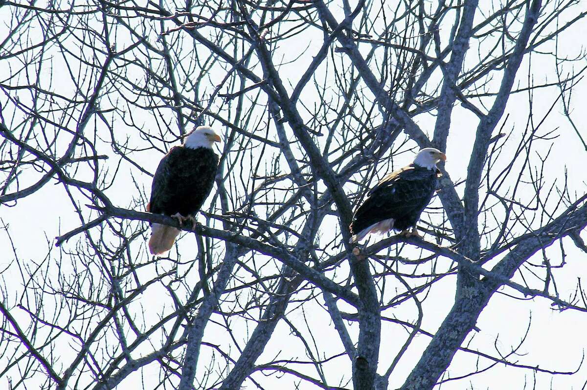 A pair of bald eagles was spotted Thursday afternoon in West River Memorial Park in New Haven.
