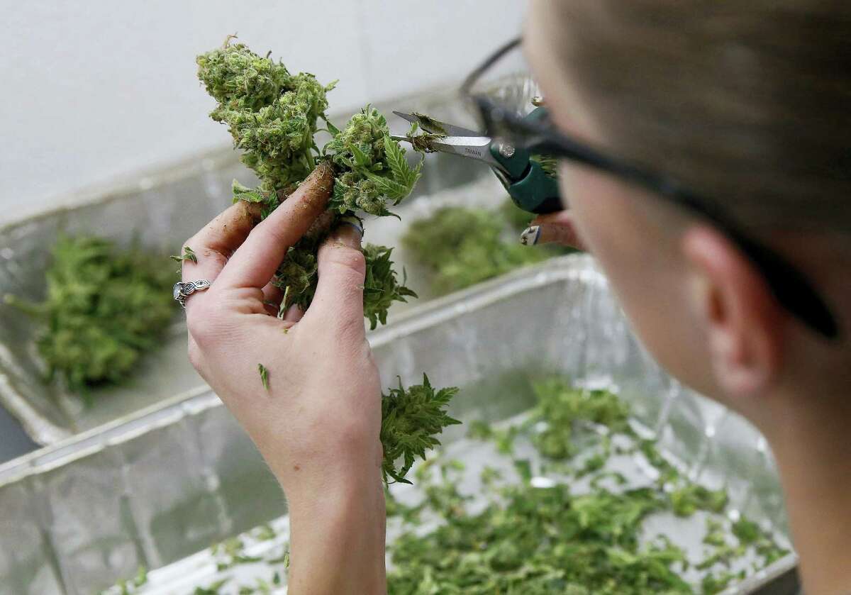 An employee trims away unneeded leaves from pot plants, harvesting the plant’s buds to be packaged and sold at Medicine Man marijuana dispensary in Denver.