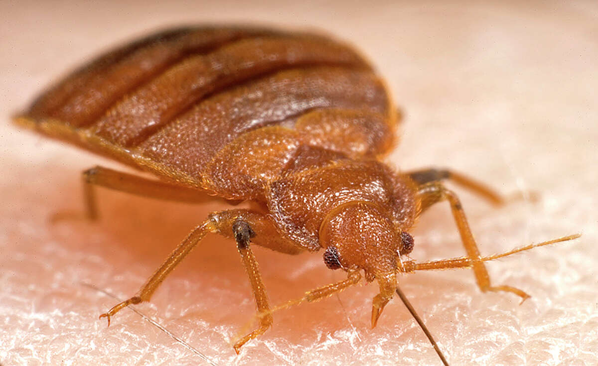 Photo from the Centers for Disease Control and Prevention of a common bedbug.