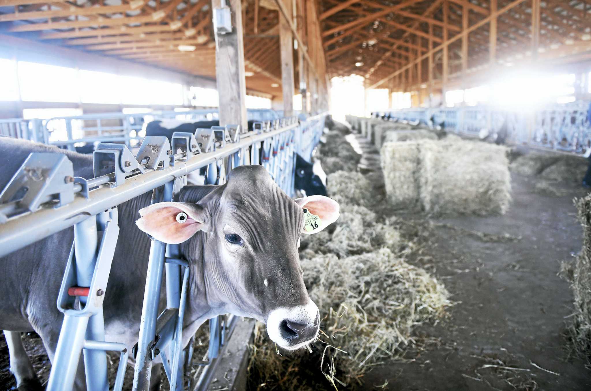 Awardwinning Arethusa Farm Dairy in Litchfield opens first standalone