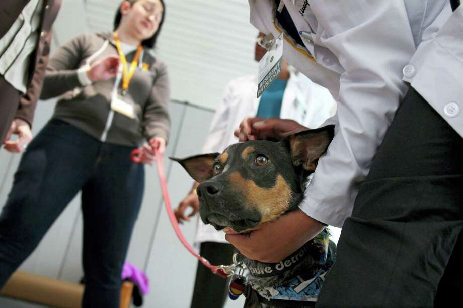 4-legged healers soothe hospital's stressed-out docs ...