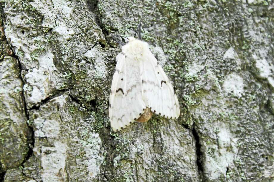 Image result for white oak eaten by gypsy moths