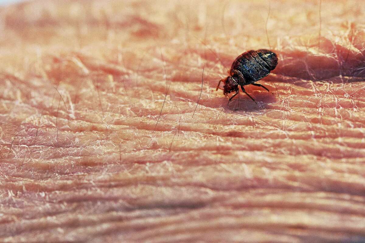 bed bugs pictures