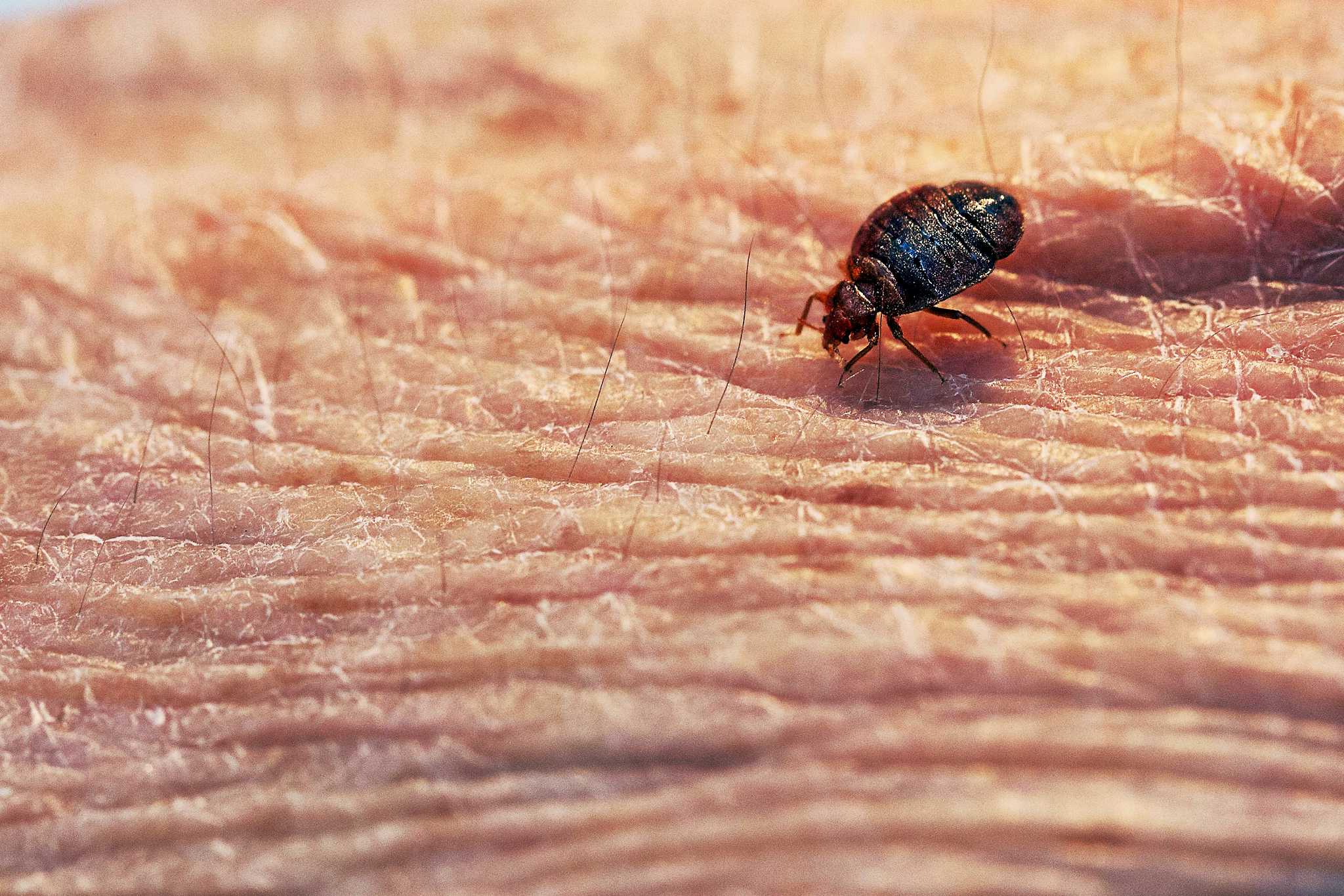 bed-bugs-in-connecticut-our-creepy-pervasive-and-expensive-problem