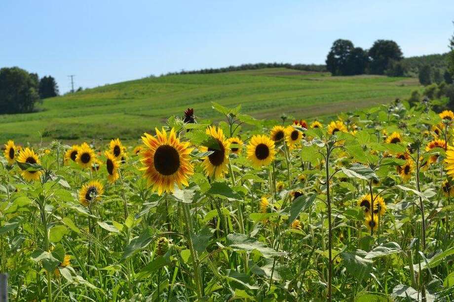 ‘Splash and Bubbles’ theme at Lyman Orchards’ sunflower maze Connecticut Post