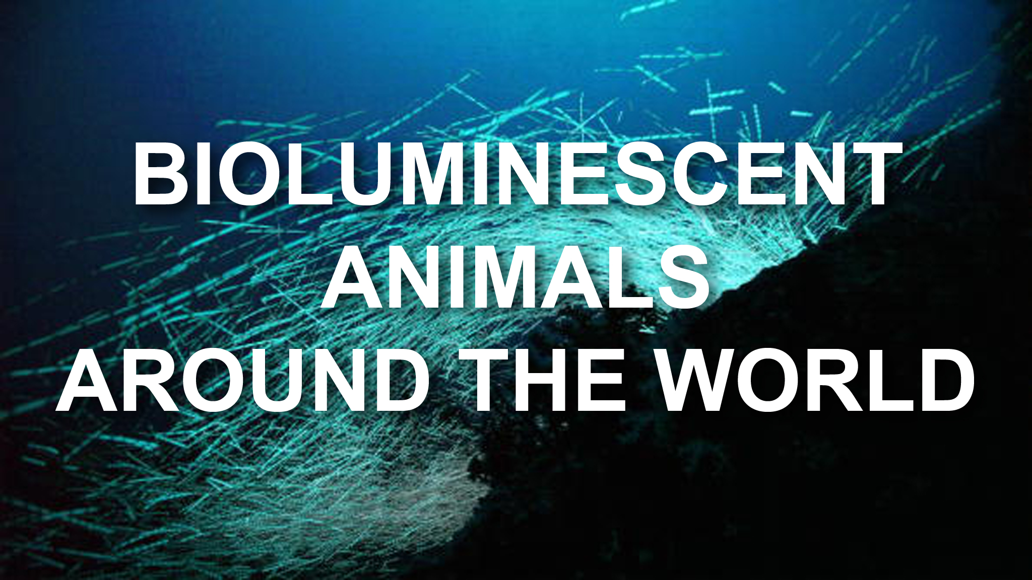 Stunning bioluminescent animals around the world