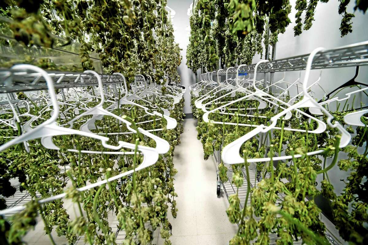 The drying room of the medical marijuana production facility Advanced Grow Labs in West Haven.