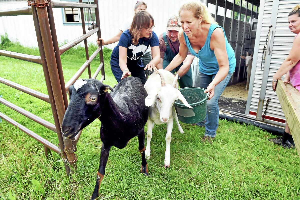 From left, Annie Hornish, Connectictut state director of the Humane Society of the United States; Mark Zotti, inspector for the Connecticut Department of Agriculture; and Kathleen Schurman, owner of Locket’s Meadow Farm, steer the first of 13 goats into a pen at Locket’s Meadow Farm in Bethany on Tuesday.