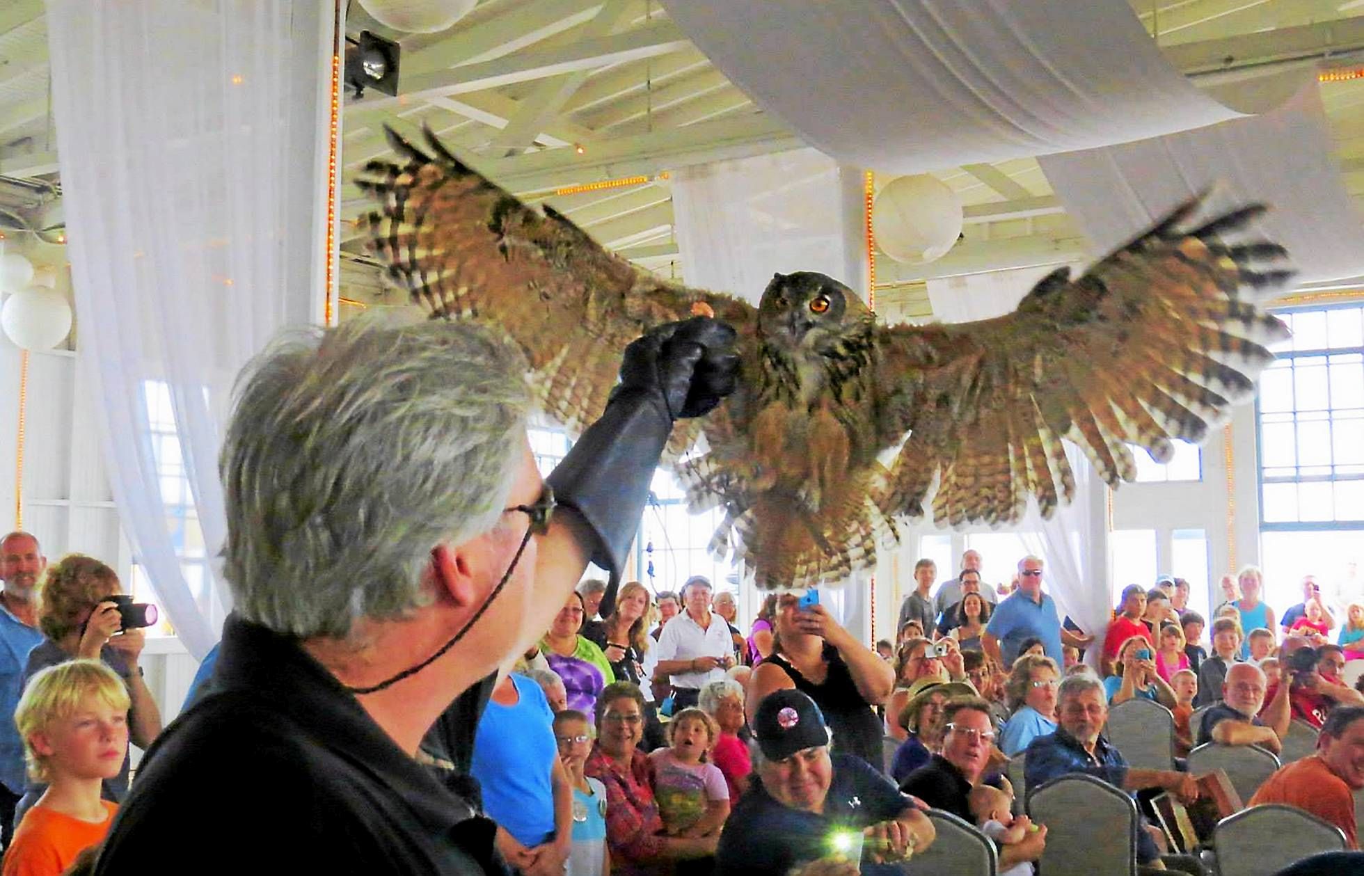 SKYHUNTERS IN FLIGHT: BIRDS OF PREY DEMONSTRATION at