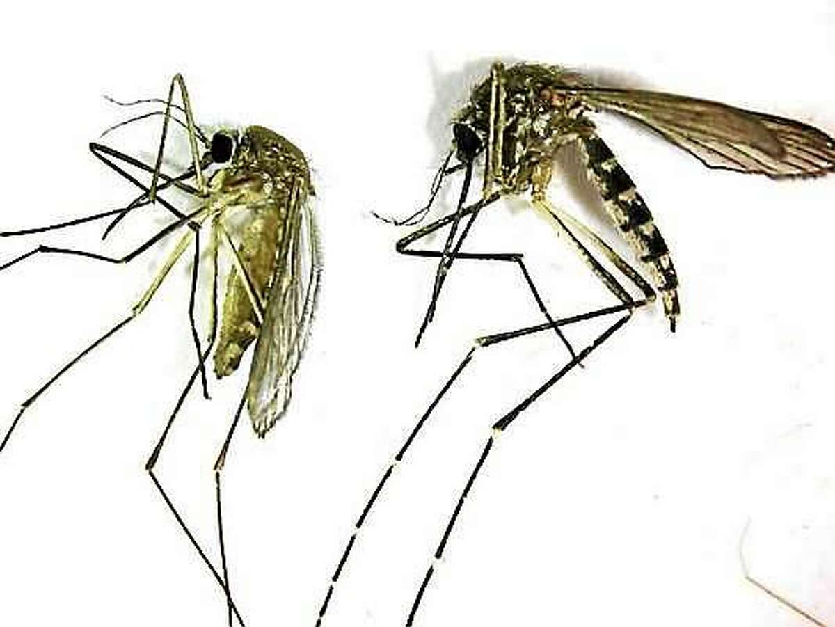 This undated photo provided by the Northwest Mosquito Abatement District shows a Culex pipiens, left, the primary mosquito that can transmit West Nile virus to humans, birds and other animals. The insect lives around stagnant water. At right is an Aedes vexans, primarily a nuisance mosquito common to fresh water. It is a very aggressive biting mosquito but not an important transmitter of disease.
