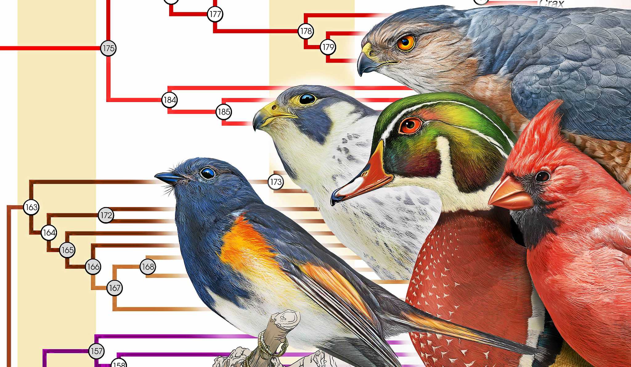Yale prof‘s analysis of nearly 200 bird species helps map avian ‘tree ...