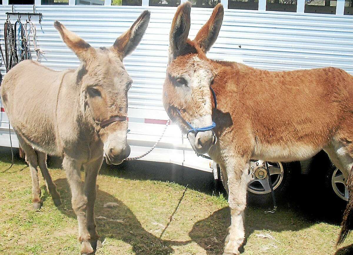 Giddyap to the Donkey and Mule Festival Saturday in Guilford