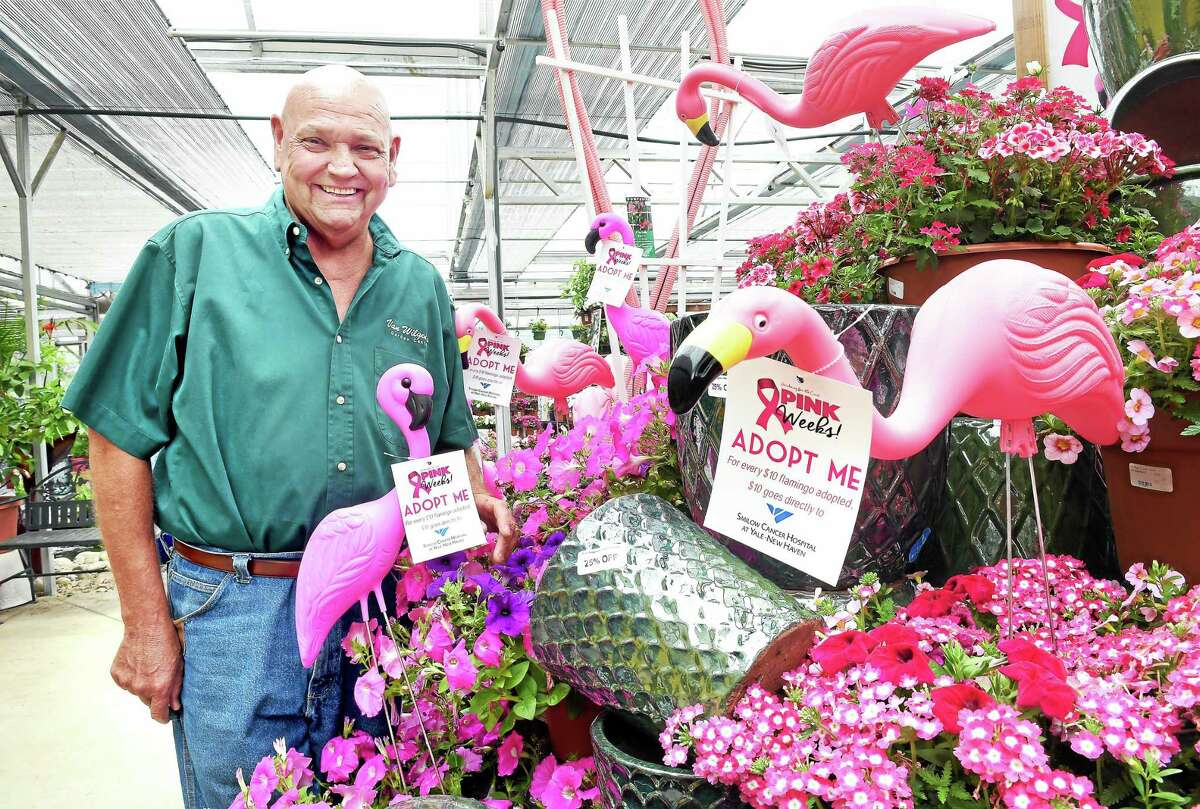 Bill Van Wilgen, owner of Van Wilgen’s Garden Center in North Branford, is photographed by a display of pink flamingos on sale to benefit the Smilow Cancer Hospital at Yale-New Haven on 6/19/2015.
