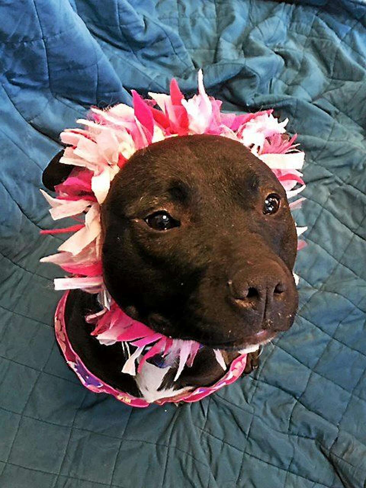 February's Pet of the Month is Chrissy, a female terrier mix and labrador retriever. Contributed photo