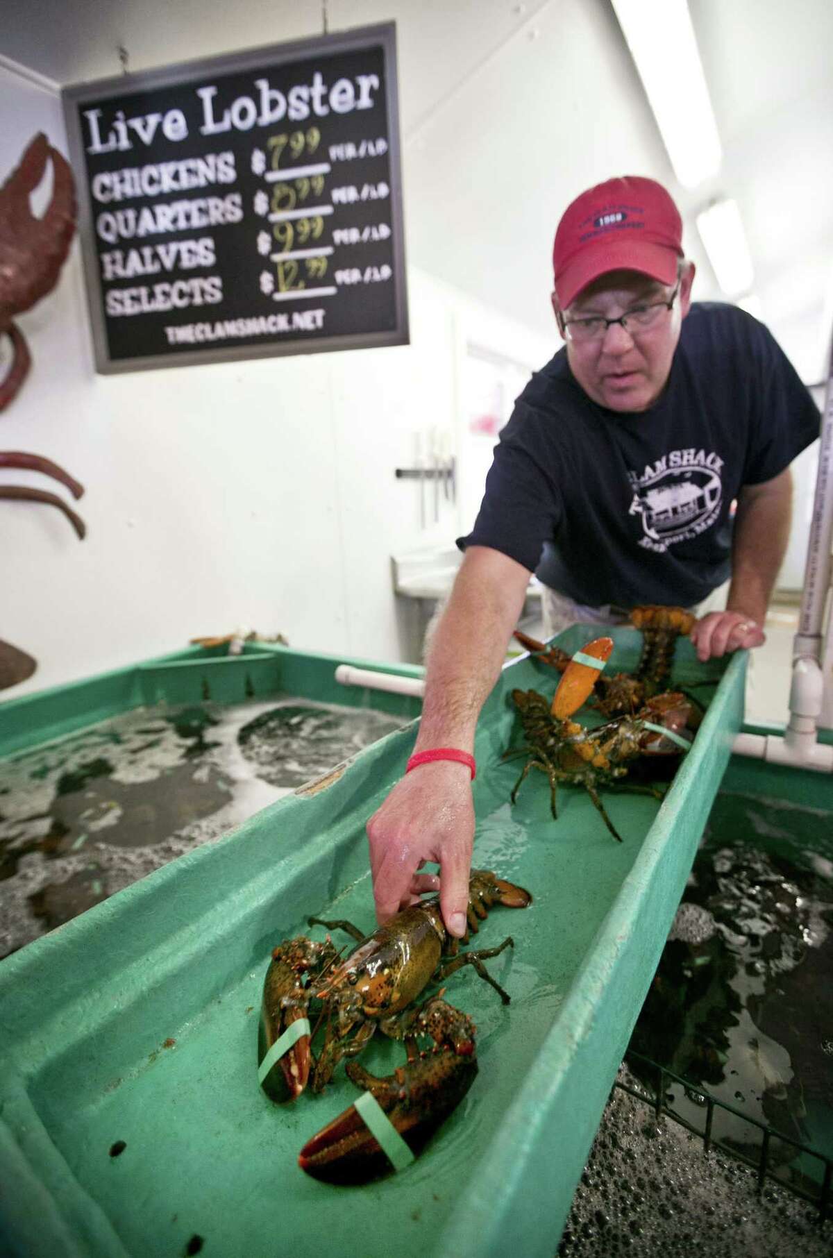 Steve Kingston, owner of the Clam Shack in Kennebunkport, Maine, sorts lobsters at his restaurant, Friday, June 12, 2015. One pound "chicken" lobsters sell for $7.99 per pound while two-pound "selects" sell for $12.99. (AP Photo/Robert F. Bukaty)