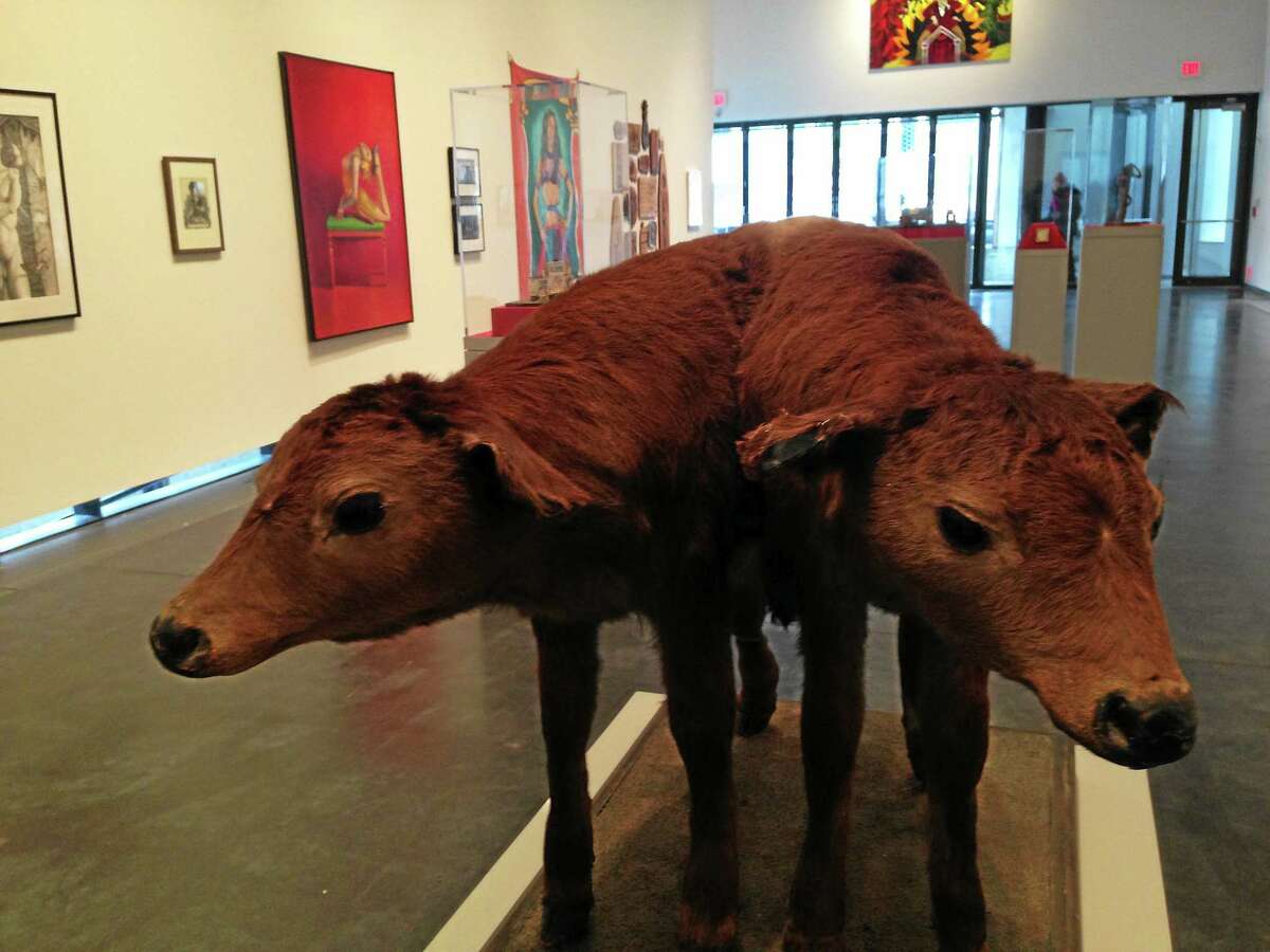 Most of the “Side Show” involves people, but this two-headed calf greets visitors at 32 Edgewood Avenue Gallery in New Haven.