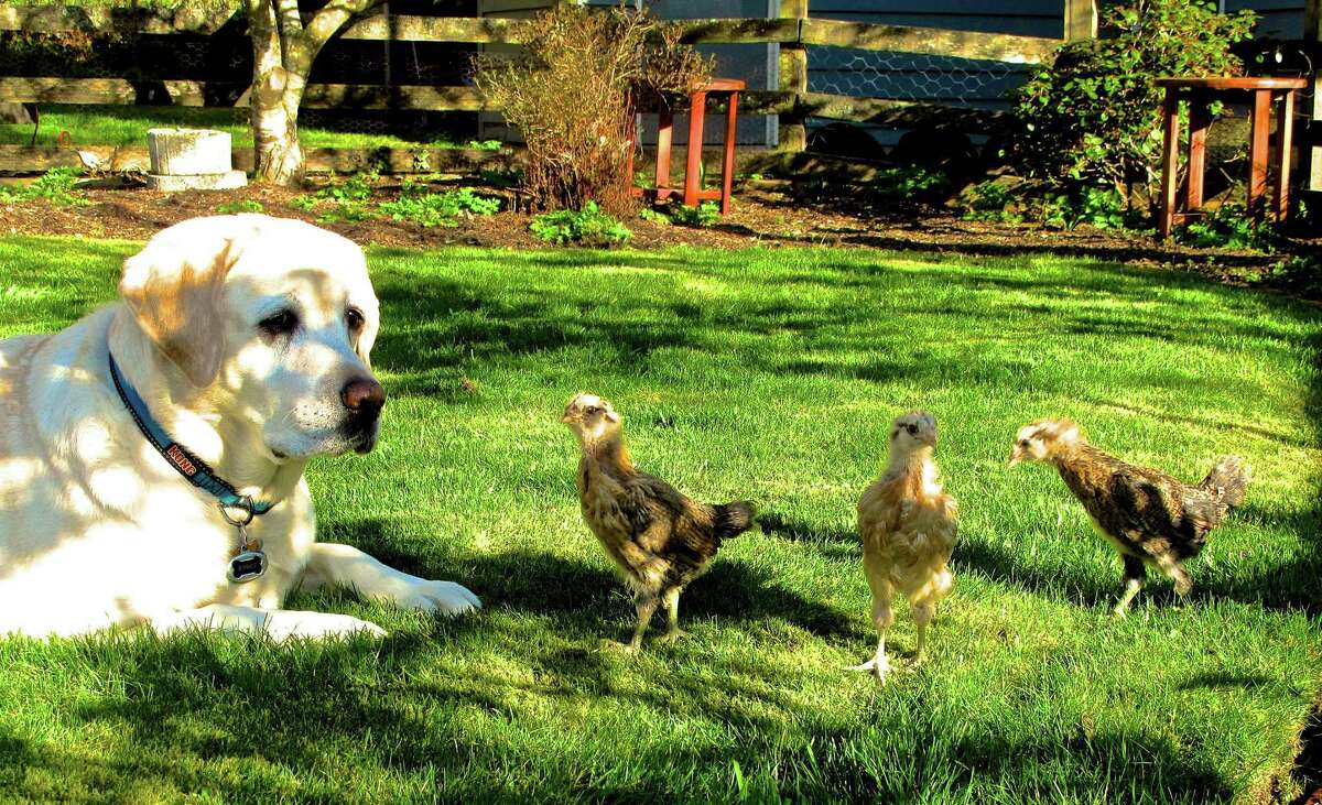 A family dog pulls guard duty for some free-ranging chicks on a yard near Langley, Wash. Dogs and cats are grazers. The lawn organically managed, means it’s safe for animals.