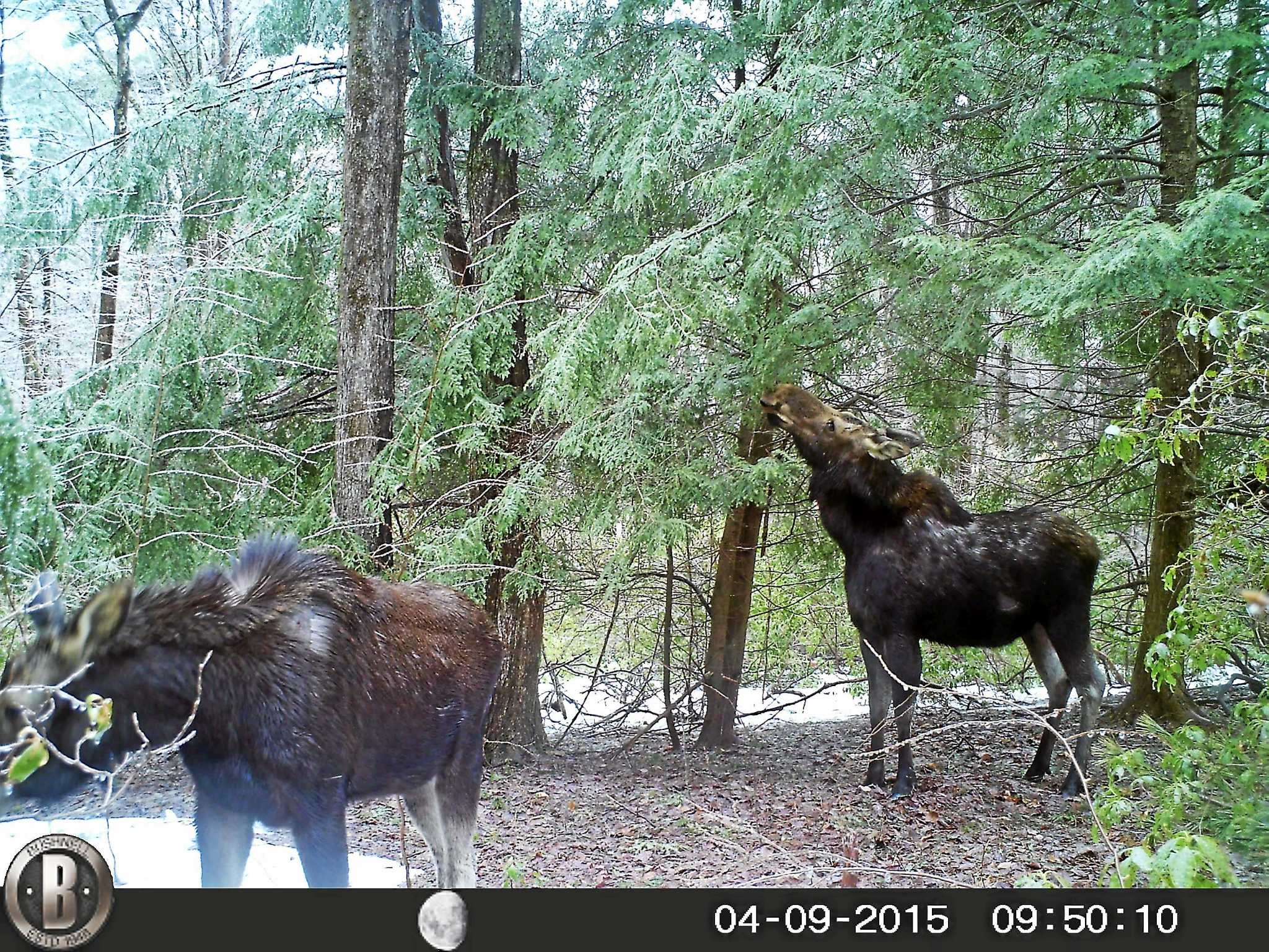 Officials Moose sightings on the rise in Connecticut