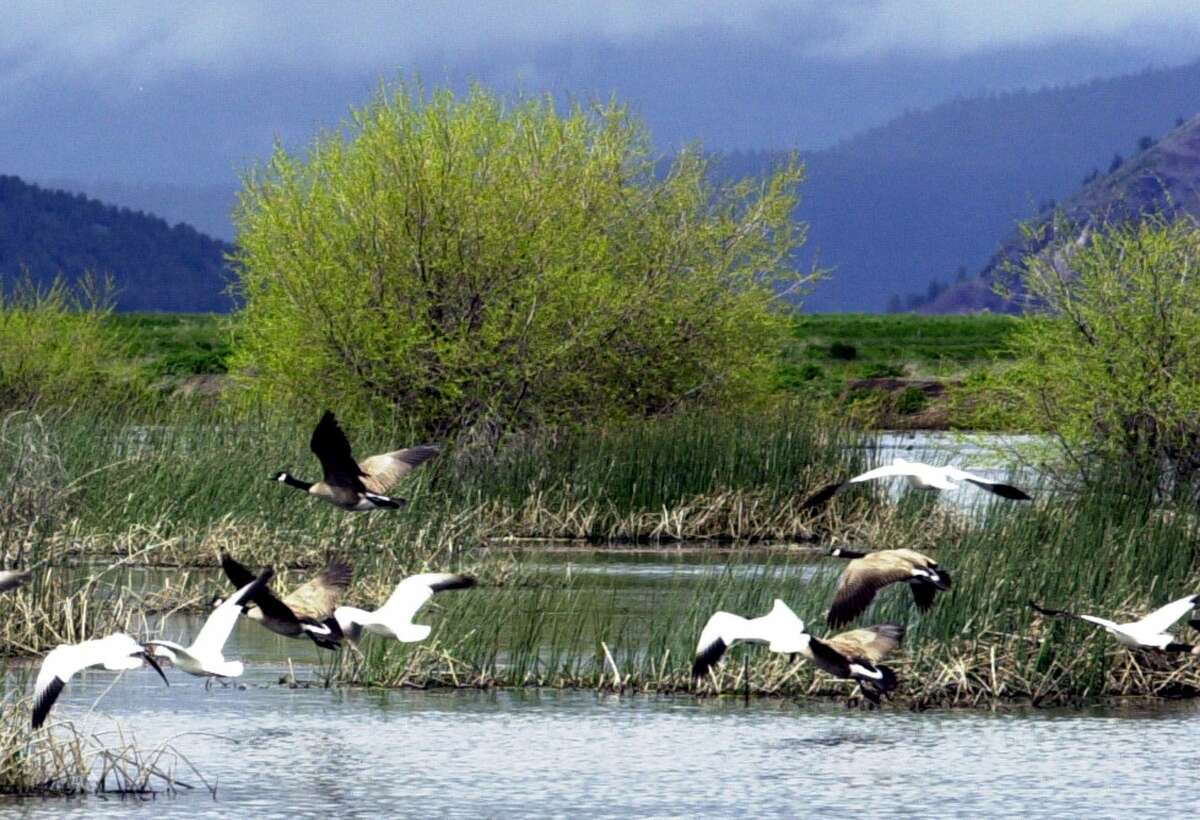 FILE - In this May 9 2005, file photo, shows snow geese and Canada geese preparing to land on marsh at the Lower Klamath National Wildlife Refuge near Merrill, Ore. Wildlife officials say 2,000 migrating snow geese have died in eastern Idaho likely because of avian cholera. The Idaho Department of Fish and Game says staff and volunteers collected the dead birds over the last several days at the Mud Lake Wildlife Management Area near Terreton and the Market Lake Wildlife Management Area near Roberts. (AP Photo/Jeff Barnard, File)