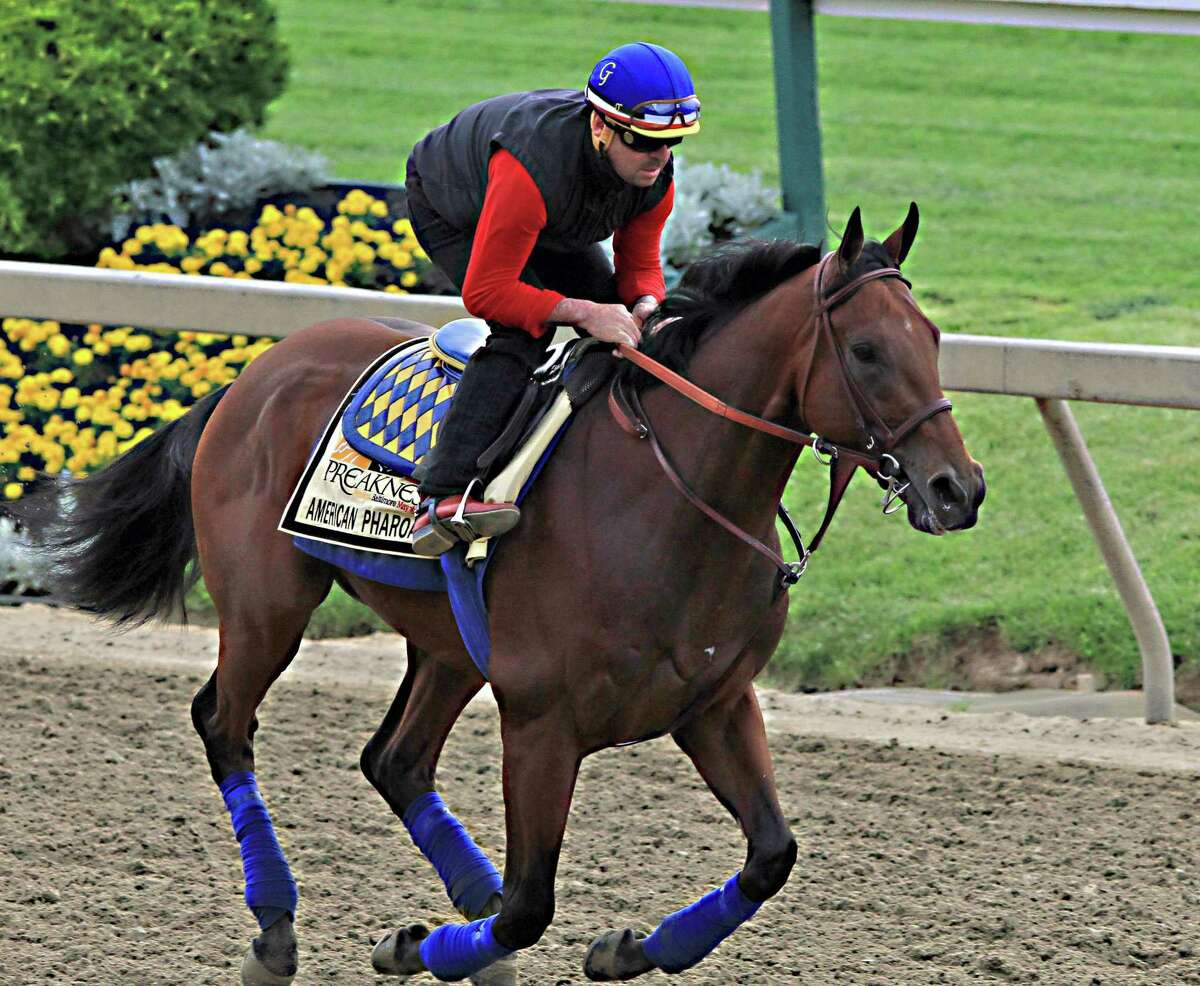 Exercise rider Jorge Alvarez gallops Preakness favorite American Pharoah at Pimlico Race Course in Baltimore on Friday.