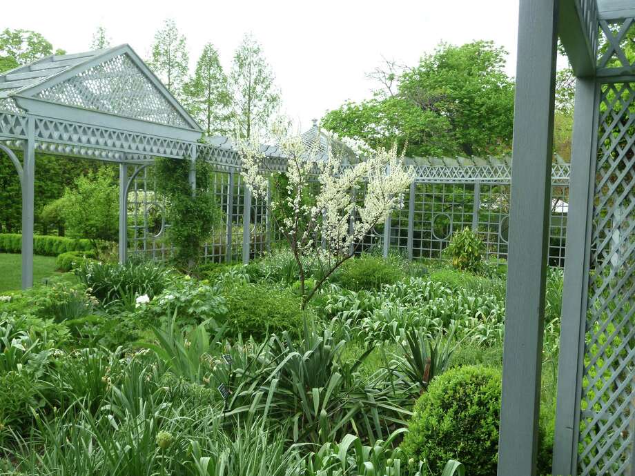 white blossoms attract attention against a sea of gray and green foliage in the white garden - Staten Island Botanical Garden white blossoms attract attention against a sea of gray and green foliage in the white garden - Staten Island Botanical Garden