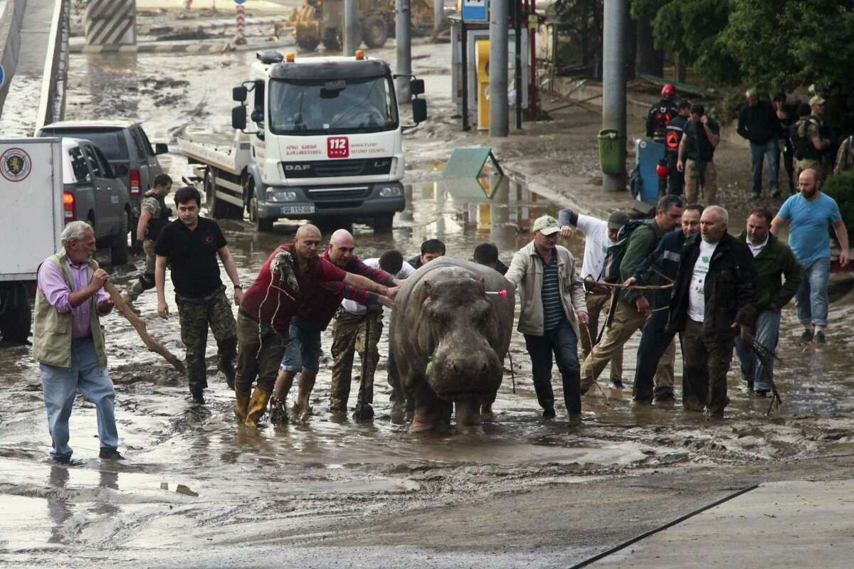 People help a hippopotamus escape from a flooded zoo in Tbilisi, Georgia on June 14, 2015. Tigers, lions, a hippopotamus and other animals have escaped from the zoo in Georgiaís capital after heavy flooding destroyed their enclosures, prompting authorities to warn residents in Tbilisi to say inside Sunday.
