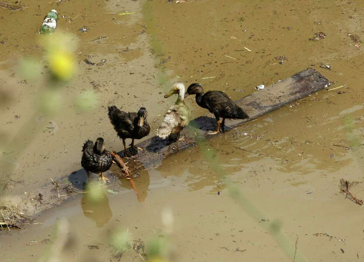 Ducks try to save themselves at a flooded zoo area in Tbilisi, Georgia on June 14, 2015.