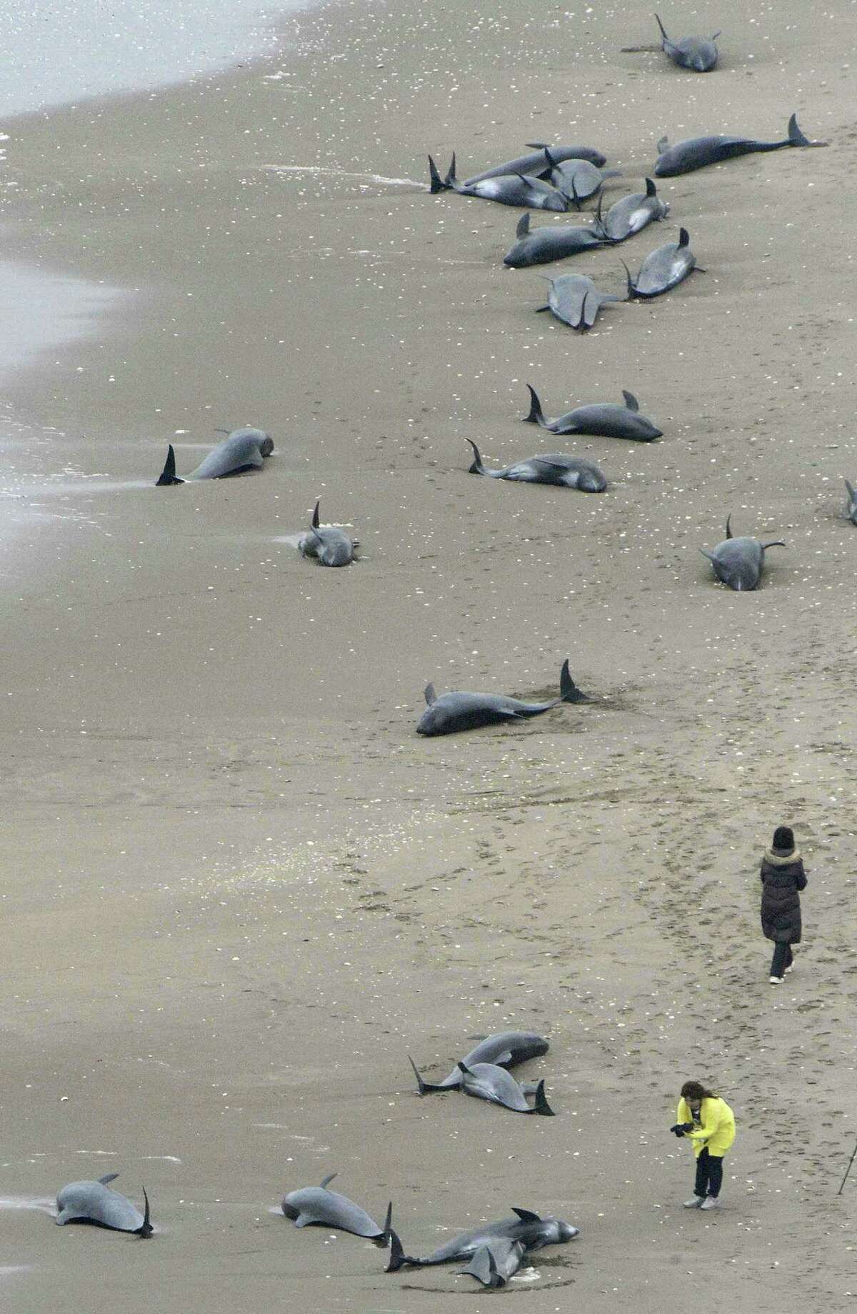 Dolphins lie on the beach in Hokota, north of Tokyo, Friday, April 10, 2015. Nearly 150 dolphins were found washed ashore the coast in central Japan on Friday morning. A Hokota city official said a total of 149 dolphins were found stranded on the beach by noon local time.