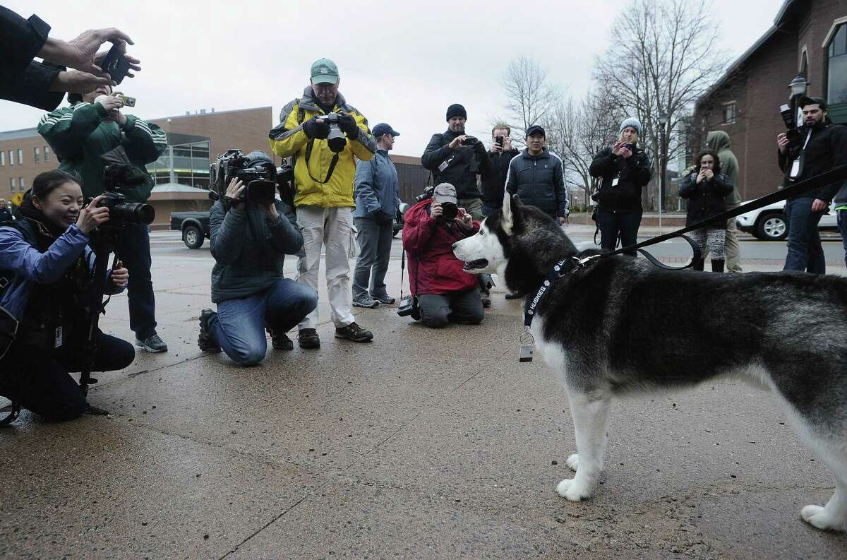 Fans and media photograph UConn’s mascot, Jonathan, before the arrival of the women’s basketball team at a rally in Storrs on Wednesday.