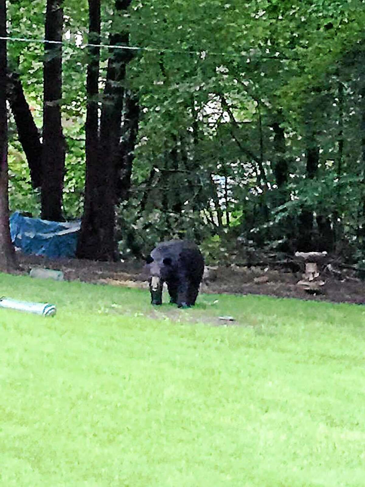 A black bear has been spotted in Seymour.