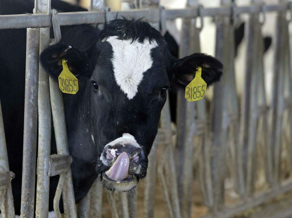 A cow stands in one of the dairy barns on the Fair Oaks Farms in Fair Oaks, Ind.
