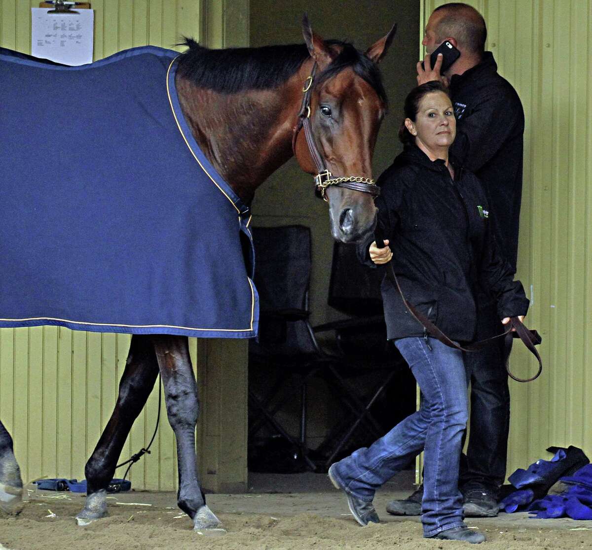 Exercise rider Dana Barnes walks American Pharoah in the barn after a morning gallop Friday at Belmont Park in Elmont, N.Y.